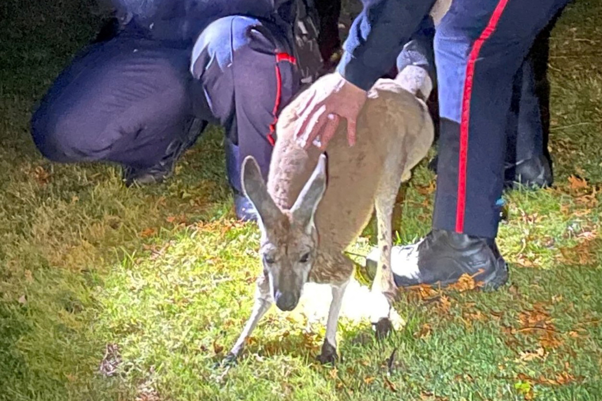 Durham Regional Police Service officers hold an escaped female kangaroo during its recapture in Oshawa, Ontario, Canada December 4, 2023.  Durham Regional Police Service