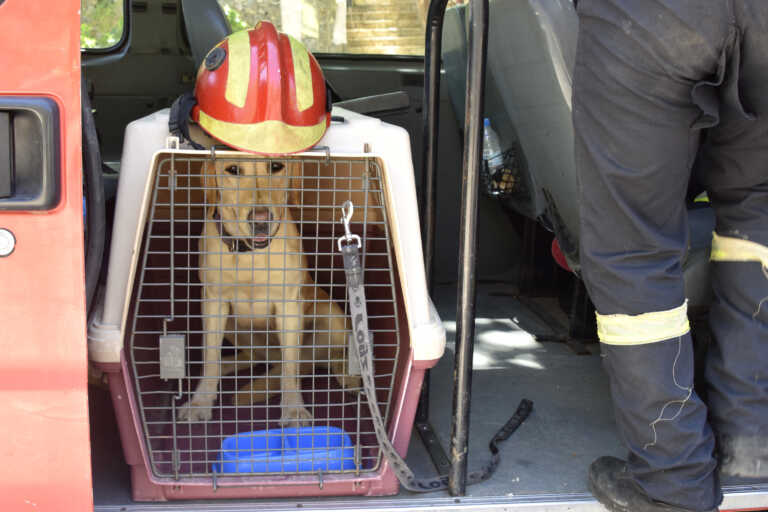 Πέθανε ο Μαξ – Ο διασωστικός σκύλος της ΕΜΑΚ είχε εντοπίσει 55 αγνοούμενους