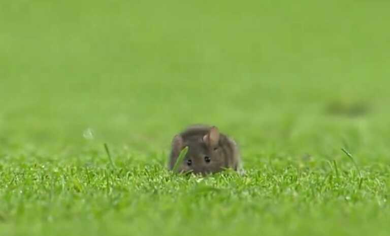 Απίστευτη εικόνα στην Premier League: Ποντίκι έκανε βόλτα στον αγωνιστικό χώρο του «Ετιχάντ»