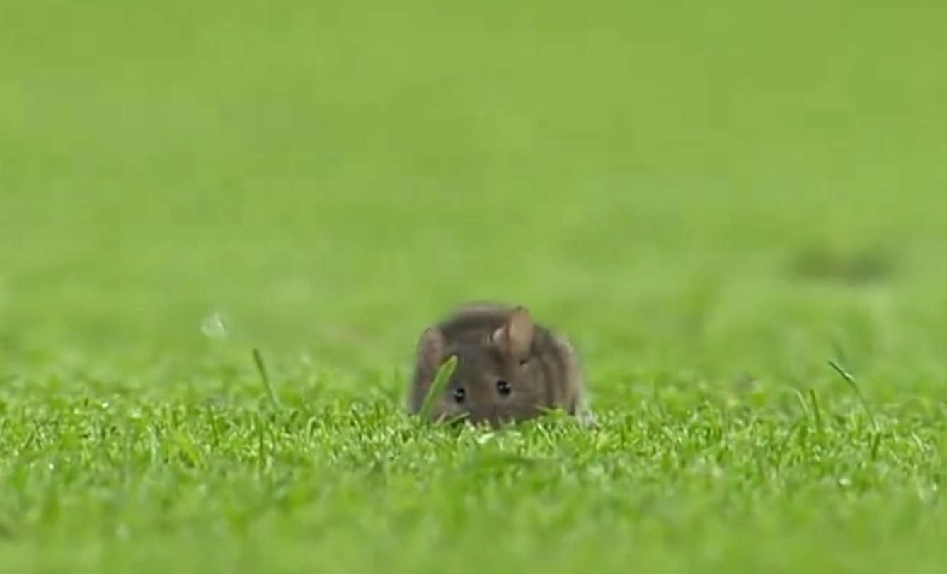 Premier League: Ποντίκι έκανε βόλτα στον αγωνιστικό χώρο του «Ετιχάντ»