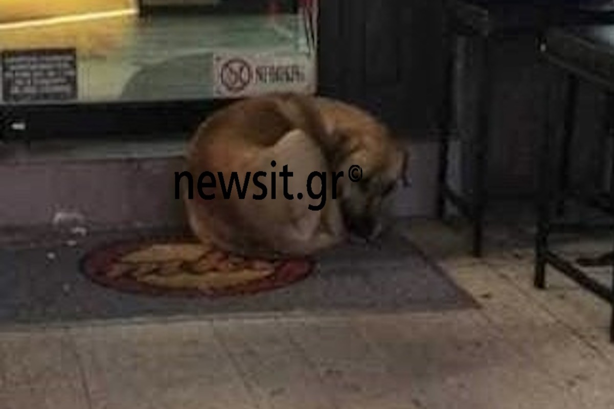 Θεσσαλονίκη: Δίωξη για κακούργημα στον 50χρονο ρασοφόρο για επίθεση σε αδέσποτα σκυλιά