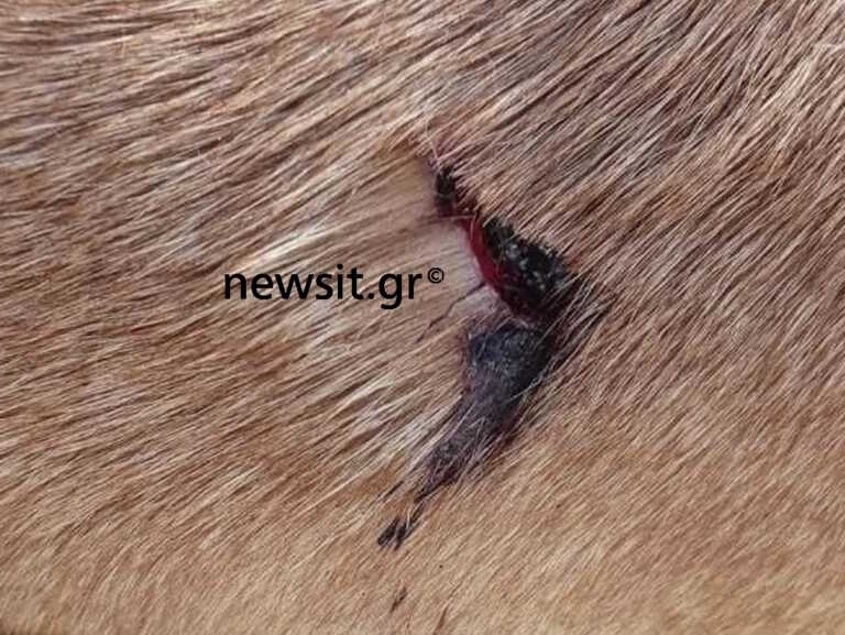Αδιανόητο περιστατικό στη Θέρμη! 50χρονος ρασοφόρος μαχαίρωσε αδέσποτο σκυλί - «Έκλαιγε το ζώο»