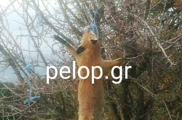 Κτηνωδία με αλεπού στο Πουρναρόκαστρο στην Πάτρα – Την φίμωσαν και την κρέμασαν