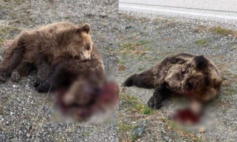 Κτηνωδία στην Κόνιτσα: Πυροβόλησαν και σκότωσαν αρκούδες πάνω στην Εθνική Οδό Ιωαννίνων - Κοζάνης