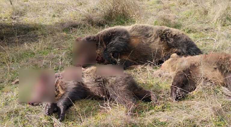«Σκότωσαν πρώτα τη μαμά αρκούδα και μετά τα μικρά της που θήλαζαν» - Σκληρές εικόνες στην Καστοριά