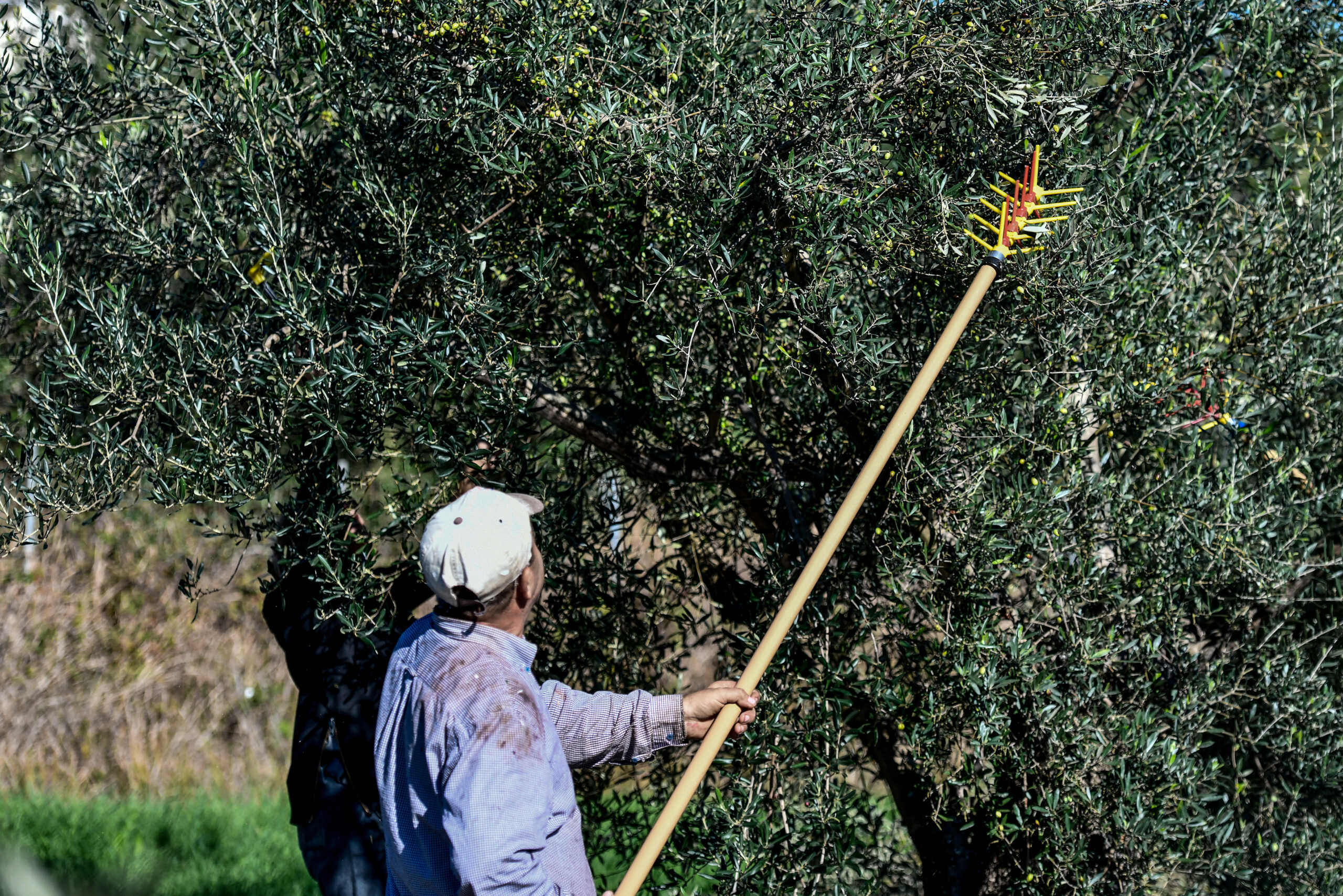 Εργασίες συγκομιδής ελαιοκάρπου. Πέμπτη 25 Νοεμβρίου 2021 . (ΓΙΩΡΓΟΣ ΕΥΣΤΑΘΙΟΥ