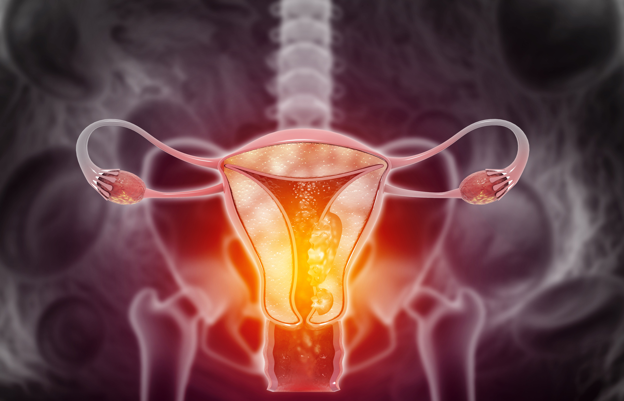Anatomy of female reproductive system. 3d illustration