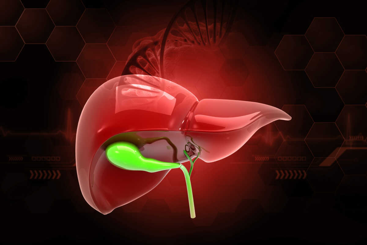 Healthy human liver anatomy. 3d illustration