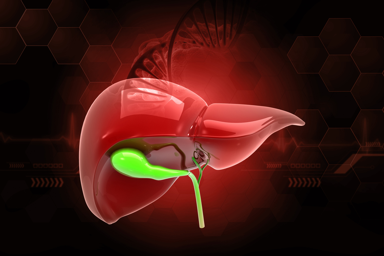 Healthy human liver anatomy. 3d illustration