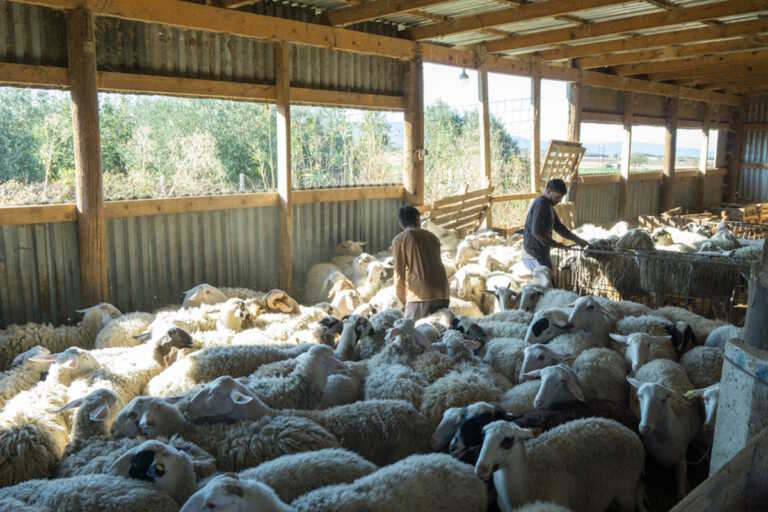 Ινδοί αγρότες έγιναν κτηνοτρόφοι στη Χαλκιδική - «Μας χαμογέλασε η τύχη»