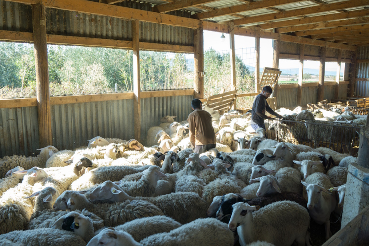 Χαλκιδική: Ινδοί αγρότες ήρθαν στην Ελλάδα για να γίνουν κτηνοτρόφοι – «Μας χαμογέλασε η τύχη»
