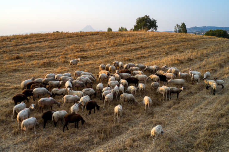 FAO: Η κτηνοτροφία ευθύνεται για το 12% των εκπομπών αερίου του θερμοκηπίου