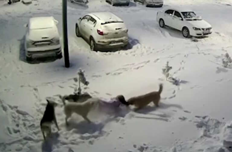 Αγέλη σκύλων επιτέθηκε σε κοριτσάκι στη Ρωσία - Την έσωσε το χοντρό μπουφάν που φορούσε