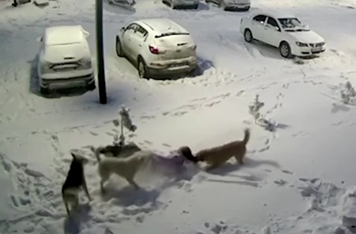 Ρωσία: Αγέλη σκύλων επιτέθηκε σε κοριτσάκι – Την έσωσε το χοντρό μπουφάν