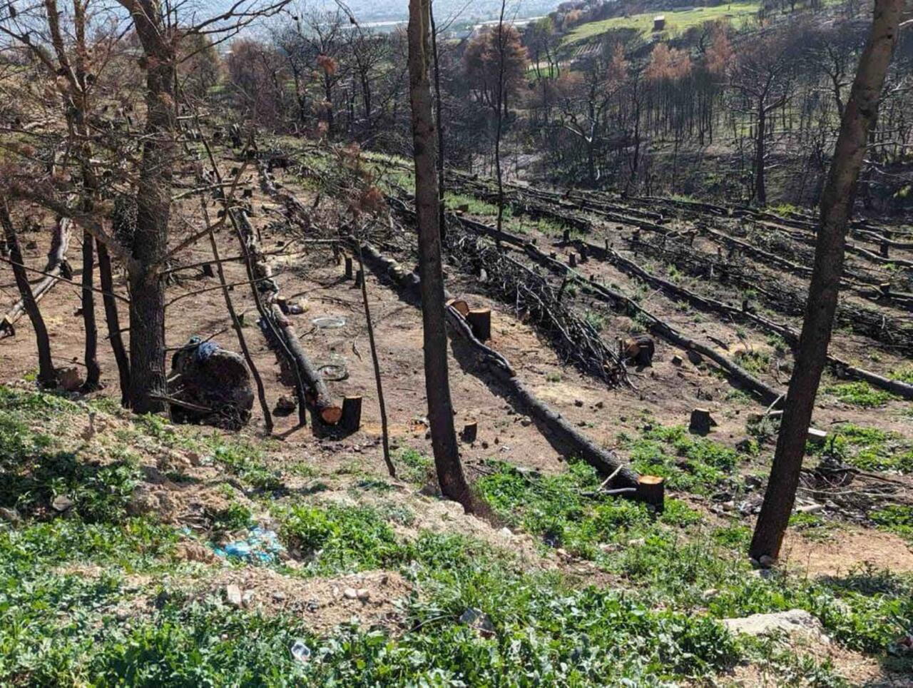 Πάρνηθα: Σε πλήρη εξέλιξη τα έργα αποκατάστασης με δωρεά του Κοινωφελούς Ιδρύματος Αθανάσιος Κ. Λασκαρίδης