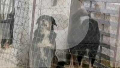 Θεσσαλονίκη: Αυτά είναι τα σκυλιά που κατασπάραξαν και σκότωσαν την 50χρονη μητέρα