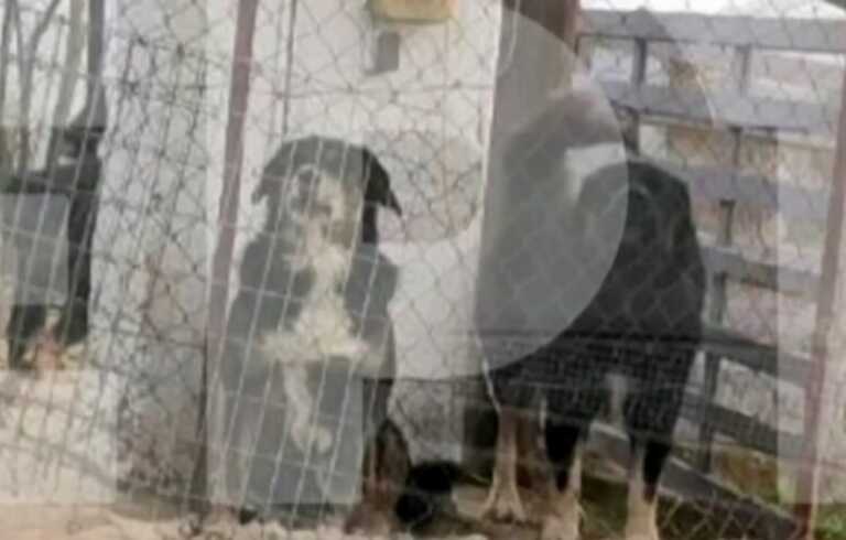 Αυτά είναι τα άγρια σκυλιά που κατασπάραξαν και σκότωσαν την 50χρονη μητέρα στη Θεσσαλονίκη