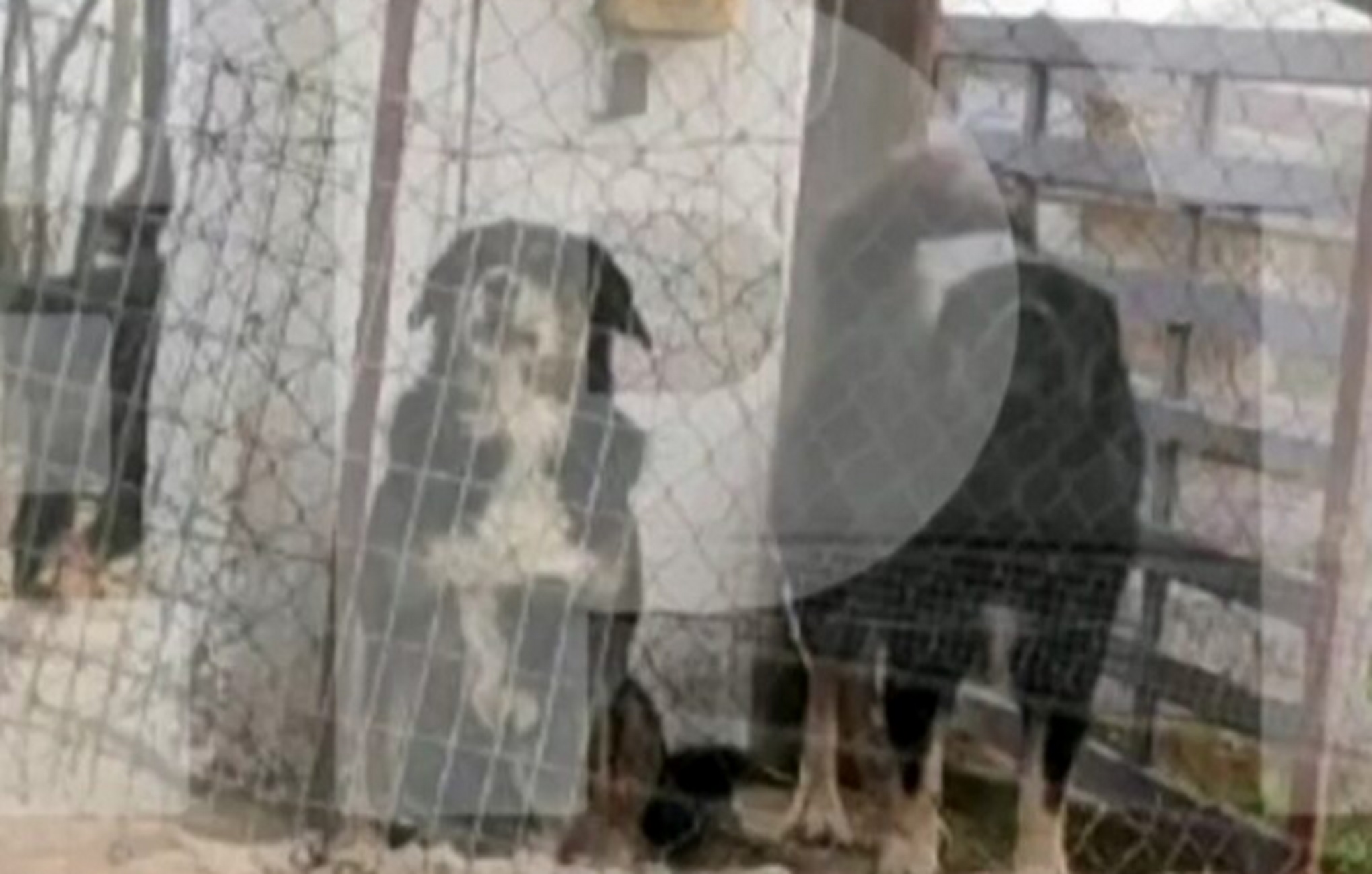 Θεσσαλονίκη: Αυτά είναι τα σκυλιά που κατασπάραξαν και σκότωσαν την 50χρονη μητέρα