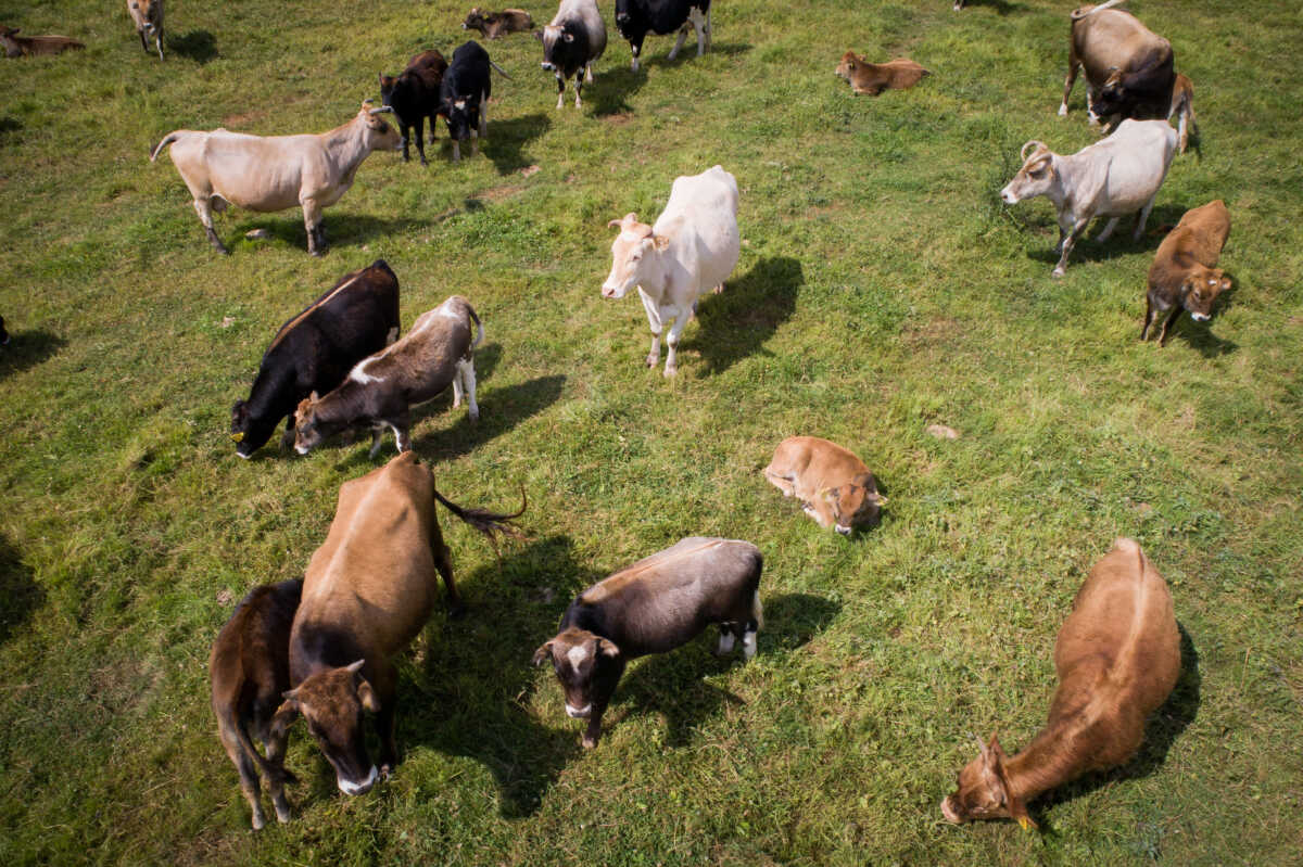 Λάρισα: Κτηνοτρόφοι ζητούν συνάντηση με τον Λευτέρη Αυγενάκη και προειδοποιούν για κινητοποιήσεις