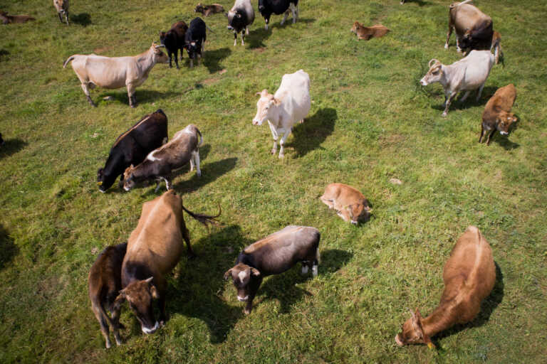 Κτηνοτρόφοι ζητούν συνάντηση με τον Λευτέρη Αυγενάκη - Η λίστα με τα αιτήματα και οι κραυγές αγωνίας