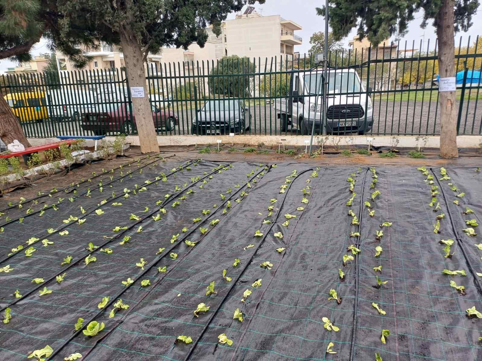 Θεσσαλονίκη: Ο λαχανόκηπος που καλλιεργούν γονείς και μαθητές σε σχολείο στην Πυλαία