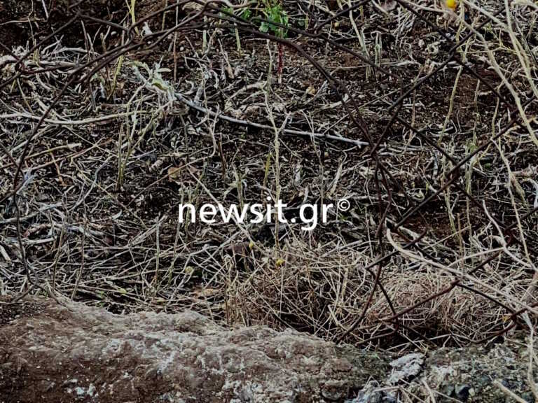 «Πέθανε στον κήπο» λέει στο newsit.gr ο πρώην σύζυγος της 50χρονης στη Θεσσαλονίκη - Από αυτή την τρύπα βγήκαν τα σκυλιά που την κατασπάραξαν