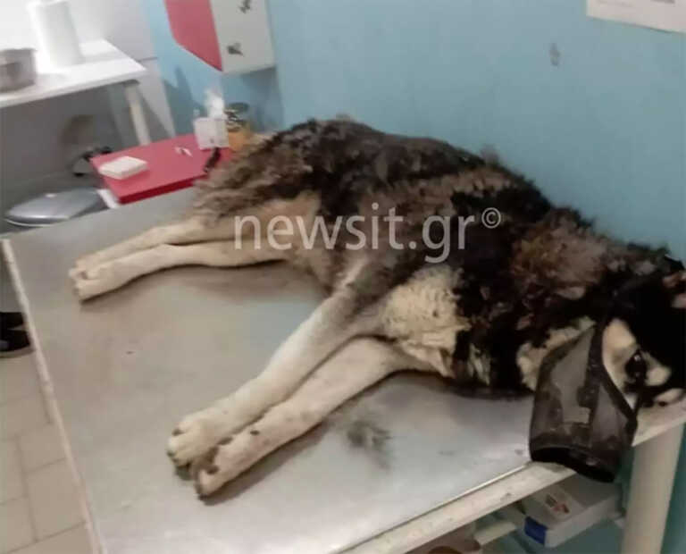 «Το χάσκι κακοποιήθηκε από άνθρωπο» υποστηρίζει καθηγητής κτηνιατρικής για την υπόθεση - θρίλερ στην Αράχωβα
