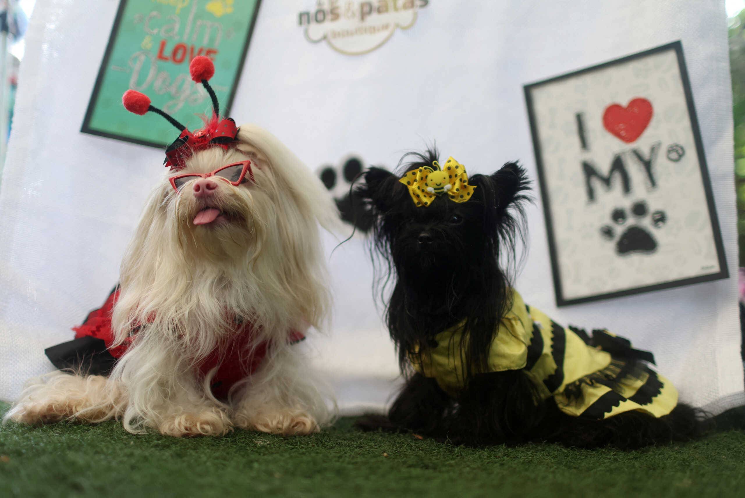 Dogs Meg and Mel wear costumes ahead of the carnival, in Rio de Janeiro, Brazil January 13, 2024. REUTERS