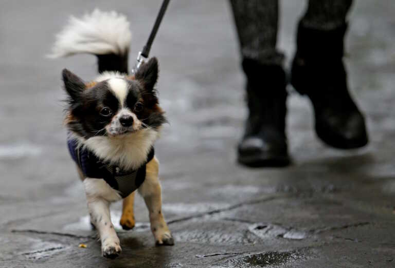 Μέσω DNA θα βρίσκουν τους ιδιοκτήτες σκύλων που βρωμίζουν με περιττώματα τους δρόμους της Ιταλίας