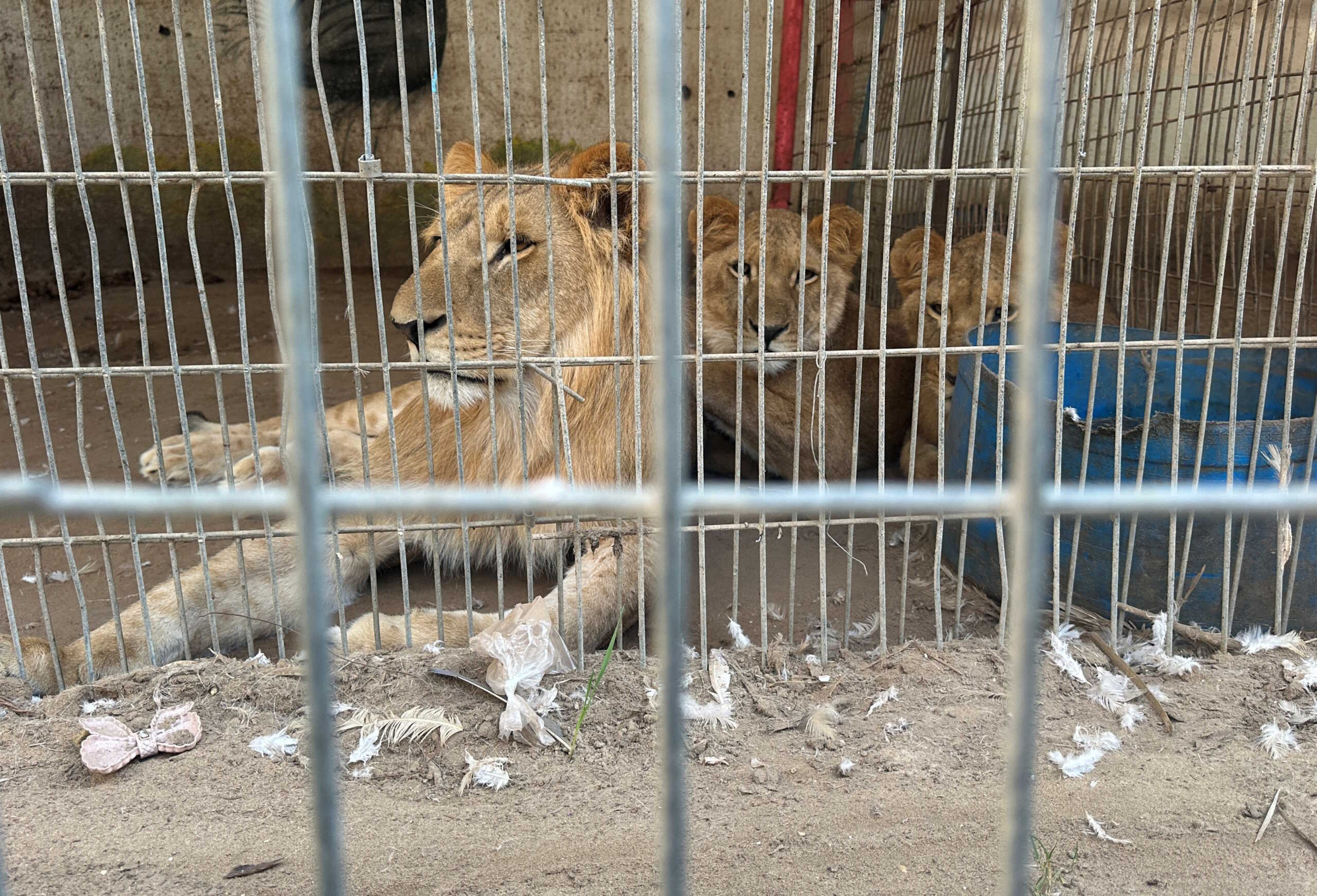 Lions sit in their enclosure, amid the ongoing conflict between Israel and Hamas, at a zoo in Rafah in the southern Gaza Strip December 31, 2023. REUTERS