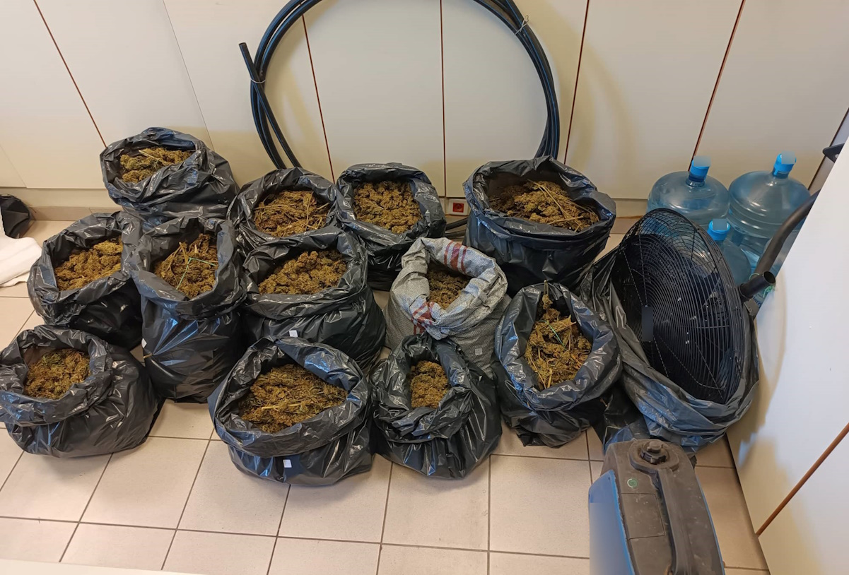 Φωτογραφία που δόθηκε στην δημοσιότητα από την Ελληνική Αστυνομία για την υπόθεση της εξάρθρωσης εγκληματικής ομάδας που καλλιεργούσε μεγάλο αριθμό δενδρυλλίων κάνναβης σε δύσβατη ορεινή περιοχή του ανατολικού Ολύμπου, του Δήμου Δίου - Ολύμπου Πιερίας, συνολικά -5- φυτείες κάνναβης, με -5.052- δενδρύλλια κάνναβης., Τρίτη 20 Σεπτεμβρίου 2022. Για την υπόθεση συνελήφθησαν δύο αλλοδαποί (ηλικίας 47 και 31 ετών).
(ΕΛΛΗΝΙΚΗ ΑΣΤΥΝΟΜΙΑ
