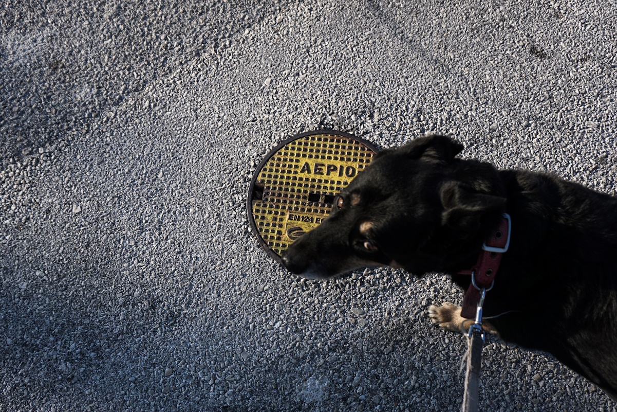 Ηράκλειο: Νέα κτηνωδία – Ζωοκλέφτες κρέμασαν σκύλο και τον έβλεπαν να σπαρταράει
