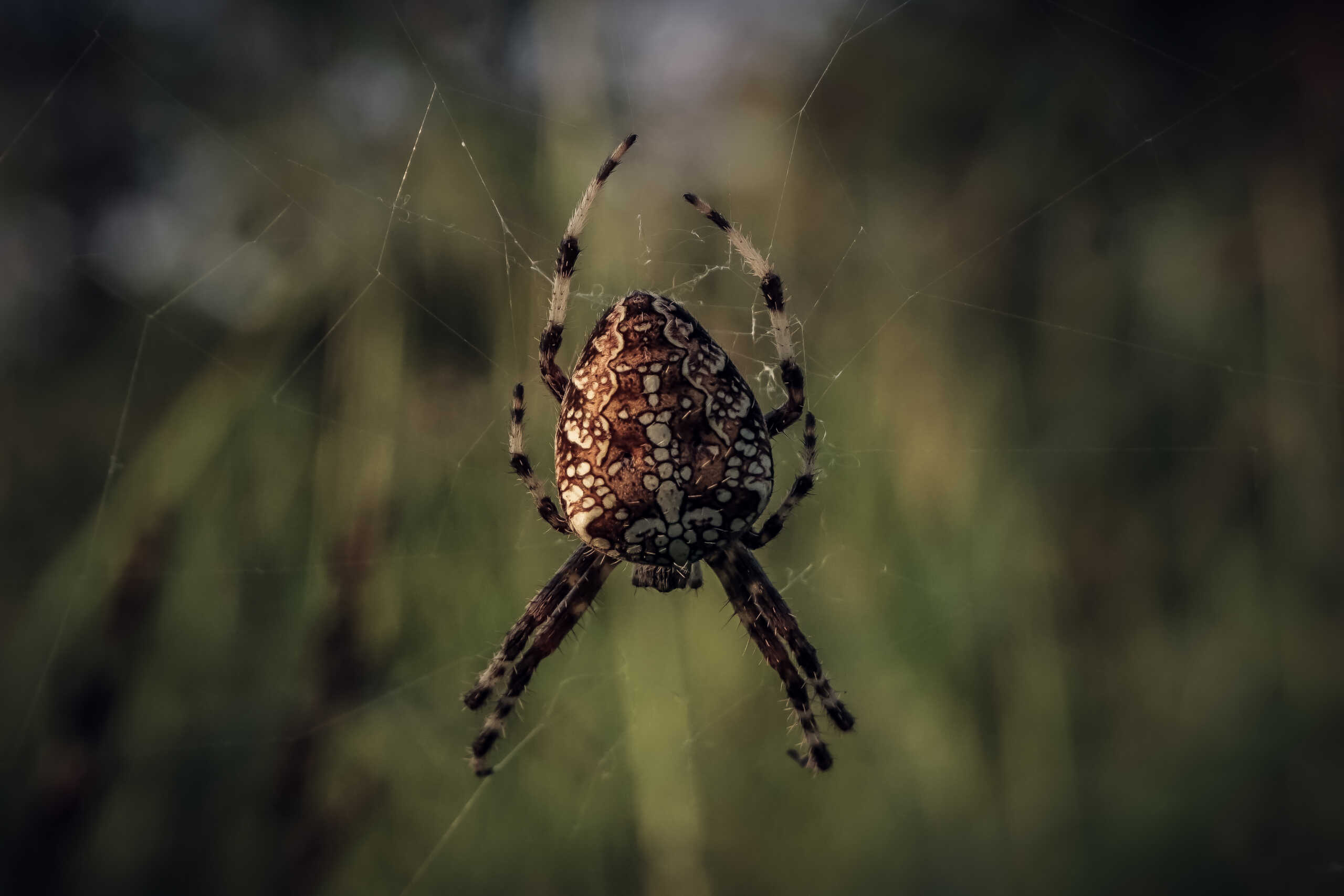 Αυστραλία: Βρέθηκε η μεγαλύτερη αρσενική αράχνη στον κόσμο και είναι 7,9 εκατοστά