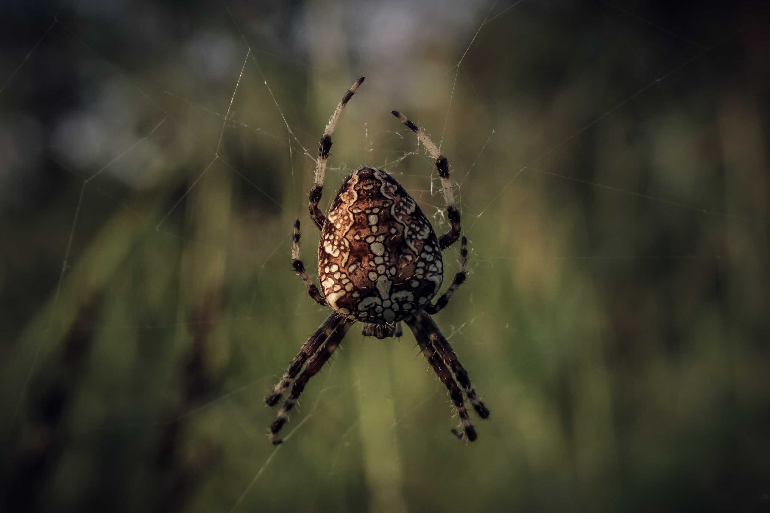 Αράχνη η Διαδηματοφόρος (Araneus diadematus) κάθεται στον ιστό της που έχει υφάνει σε αγριόχορτα στην πόλη των Τρικάλων. Η αράχνη η διαδηματοφόρος ένα αρκετά κοινό είδος αράχνης. Οι θηλυκές φτάνουν το μέγιστο όγκο τους στις αρχές του φθινοπώρου όταν, λίγο αφότου γεννήσουν τα αυγά τους, πεθαίνουν.
(ΘΑΝΑΣΗΣ ΚΑΛΛΙΑΡΑΣ