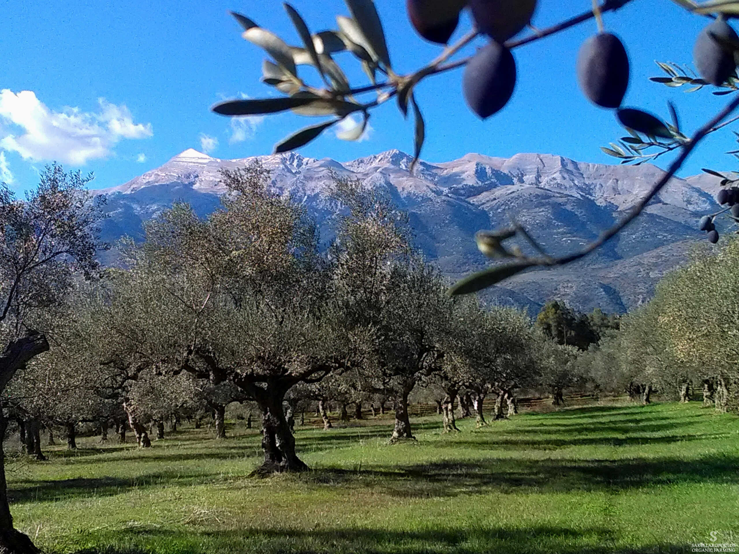 Λακωνία: Τα μυστικά του Γιώργου Σακελλαρόπουλου που αναδείχθηκε «καλύτερος ελαιοπαραγωγός στην Ευρώπη»