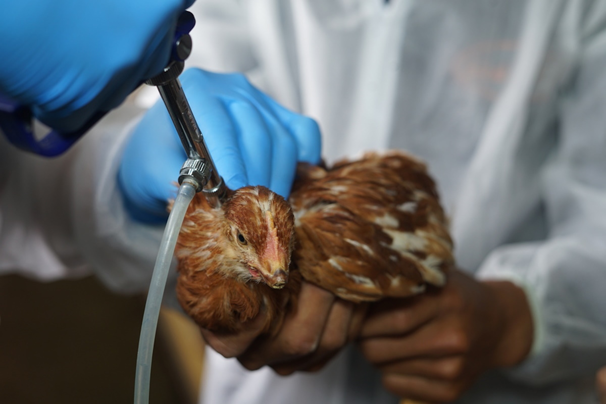 epa10501604 A handout photo made available by the Ecuadorian Ministry of Agriculture and Livestock showing the vaccination of a bird, in the Puellaro sector, Ecuador, 03 March 2023. The Ecuadorian authorities began vaccination against bird flu this 03 March with the application of the first 4 million doses that arrived in the country, after about 1.2 million birds were lost, either killed or euthanized due to various outbreaks.  EPA