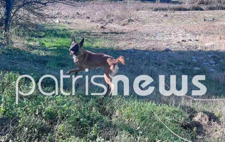 Στο Πλουτοχώρι ο Echo και ακόμη δυο σκύλοι διάσωσης – Συνεχίζονται οι έρευνες για τον 45χρονο Νίκο