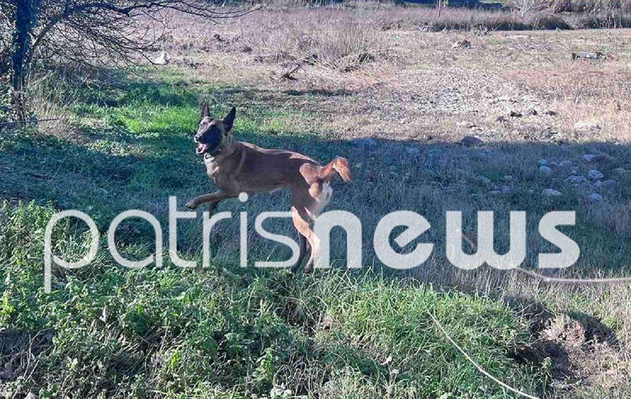 Ηλεία: Στο Πλουτοχώρι ο Echo και ακόμη δυο σκύλοι διάσωσης – Συνεχίζονται οι έρευνες για τον 45χρονο