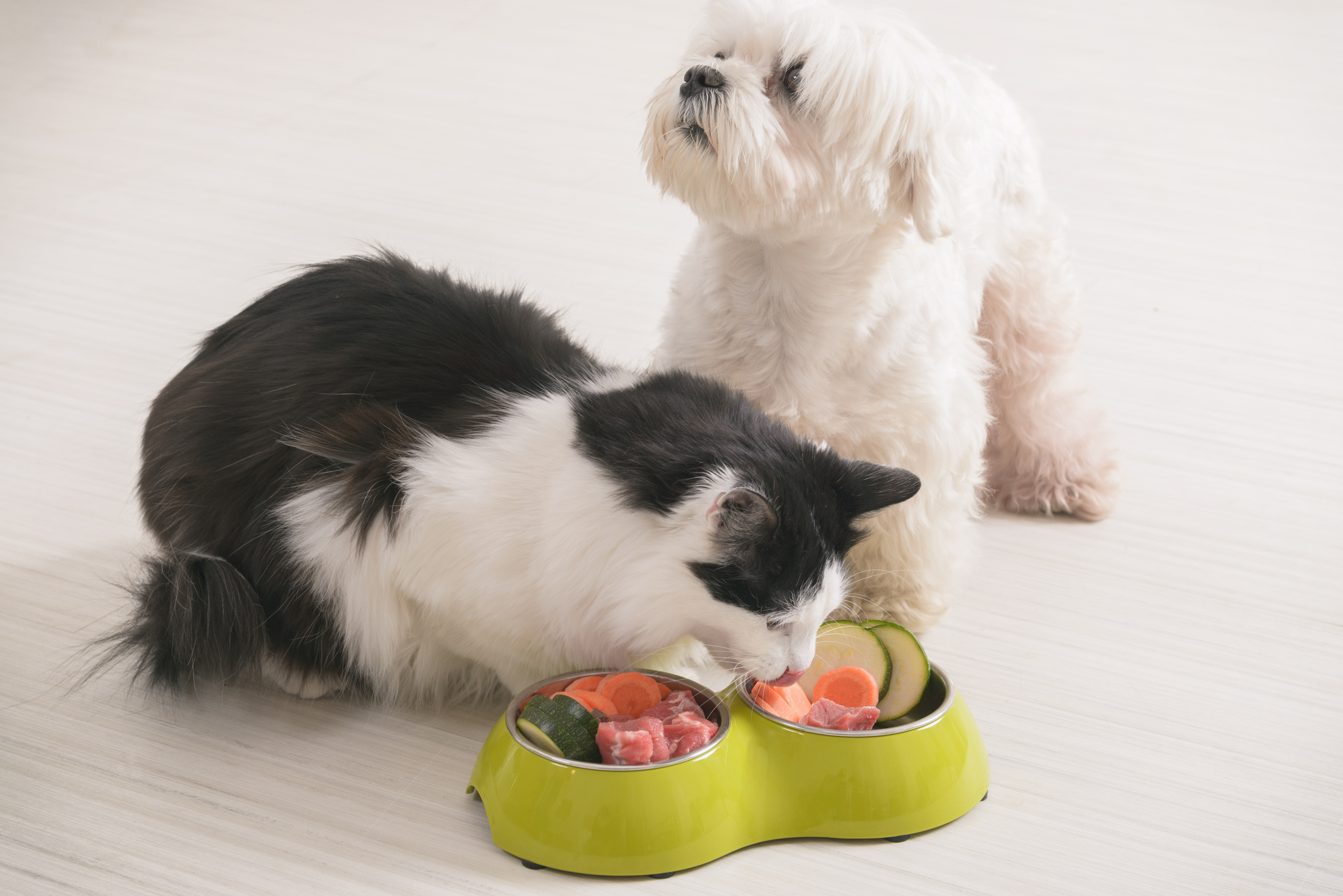 Little dog maltese and black and white cat eating natural, organic food from a bowl at home
