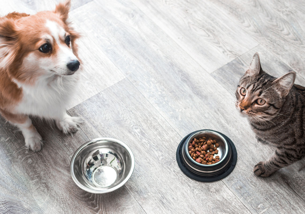 dog and the cat are sitting on the floor in the apartment at their bowls of food.