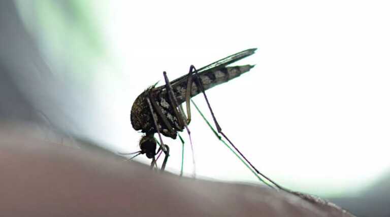 Γιατί τα κουνούπια παραμένουν τον φετινό χειμώνα στην Ελλάδα - Τι διαπιστώνουν ειδικοί στην Κρήτη