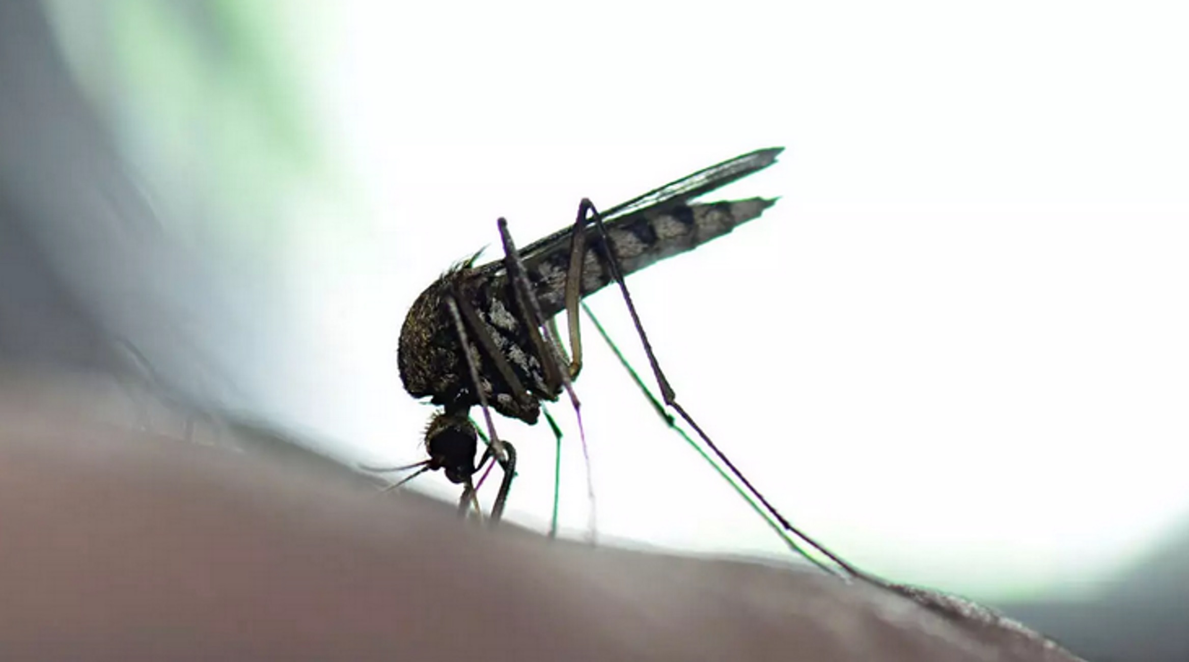 Κρήτη: Τα κουνούπια παραμένουν τον φετινό χειμώνα – Το βλέμμα πάντα στραμμένο στο κουνούπι «τίγρης»
