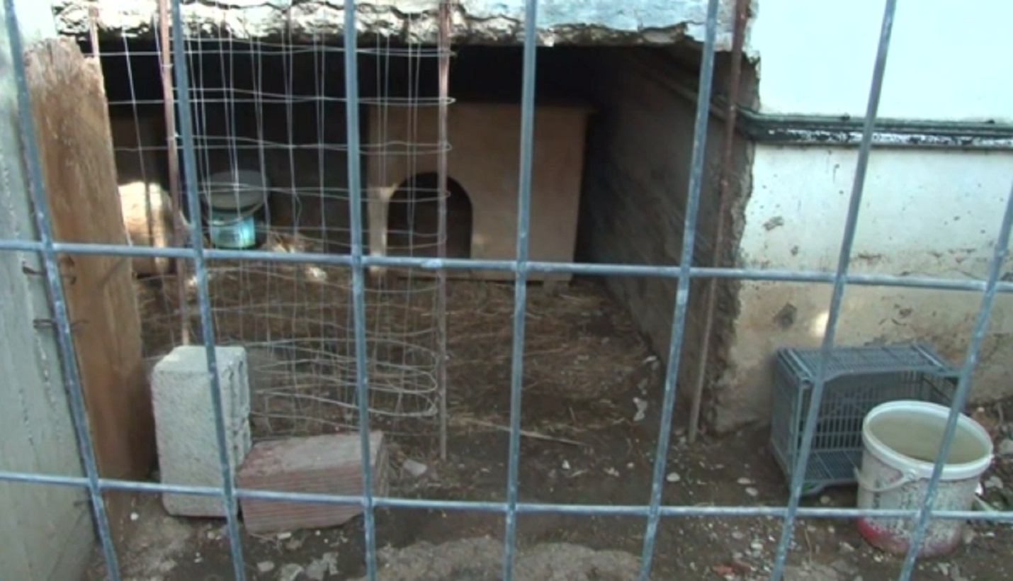 Μεσολόγγι: Καταγγελίες για κακοποίηση ζώων από τον κρεοπώλη