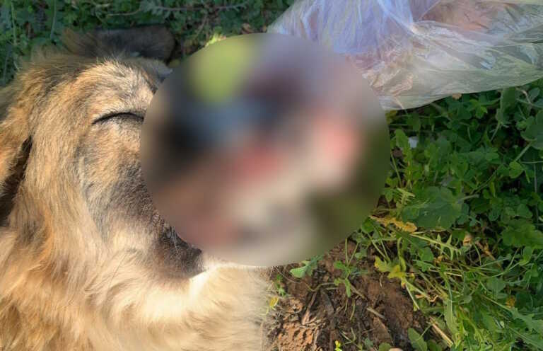 Ρήξη σπλήνας η αιτία θανάτου της σκυλίτσας που κακοποιήθηκε στα Μέγαρα - Χτυπήθηκε και από αυτοκίνητο