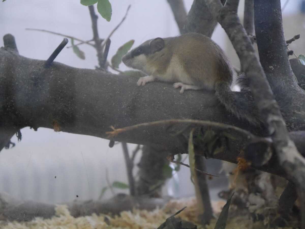 Θεσσαλονίκη: Ιστοσελίδα βγάζει από την… αφάνεια τον μυωξό, γνωστό και ως «ποντικοσκίουρο»