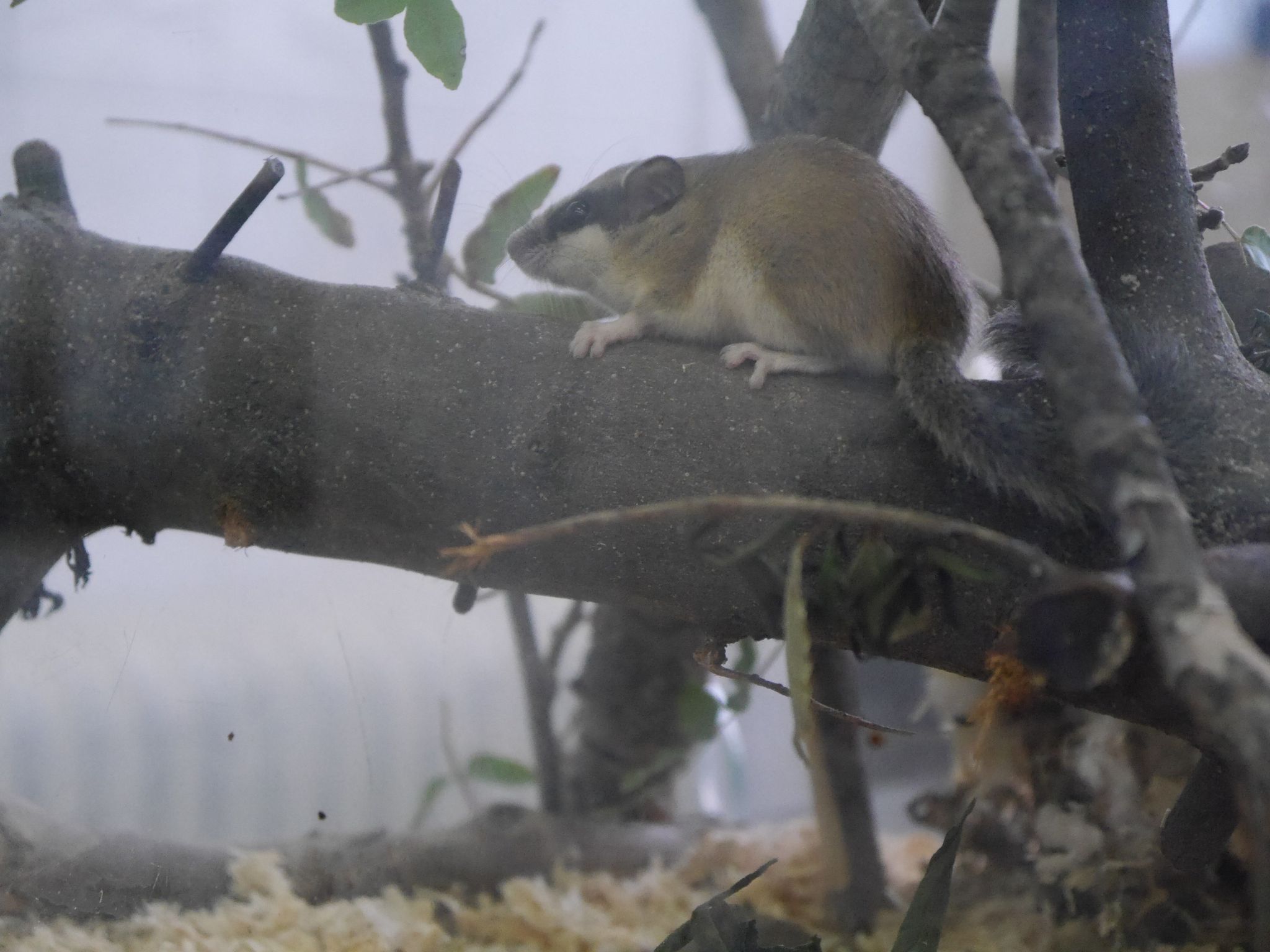 Θεσσαλονίκη: Ιστοσελίδα βγάζει από την… αφάνεια τον μυωξό, γνωστό και ως «ποντικοσκίουρο»