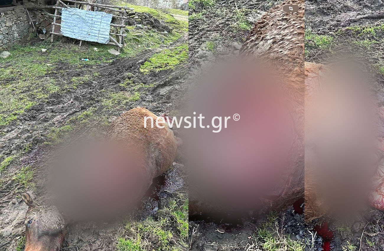 Γρεβενά: «Αντίκρισα ένα σφαγείο», λέει στο newsit.gr o ιδιοκτήτης των πέντε αλόγων που βρήκαν μαρτυρικό θάνατο