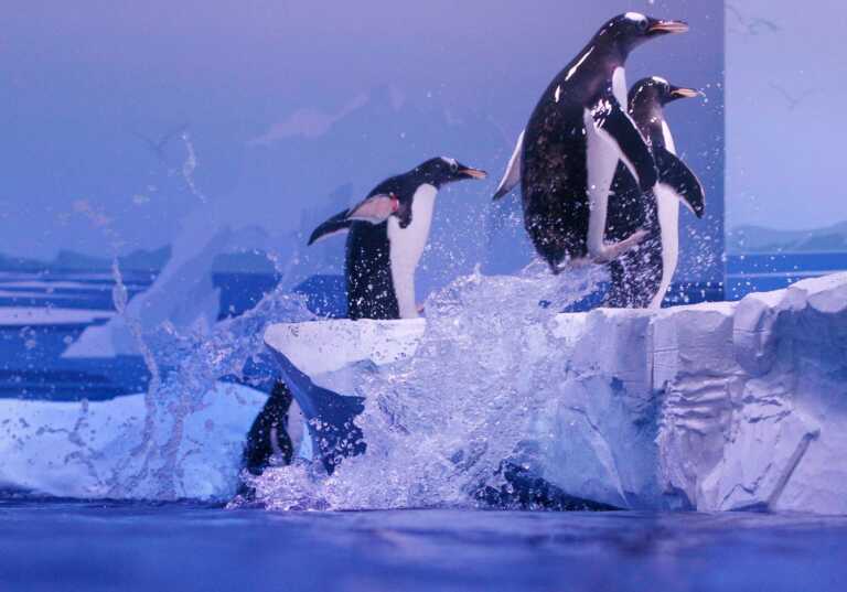 Η γρίπη των πτηνών χτύπησε πιγκουίνους κοντά στην Ανταρκτική – Τουλάχιστον 200 νεκροί, ανησυχία για τεράστια εξάπλωση