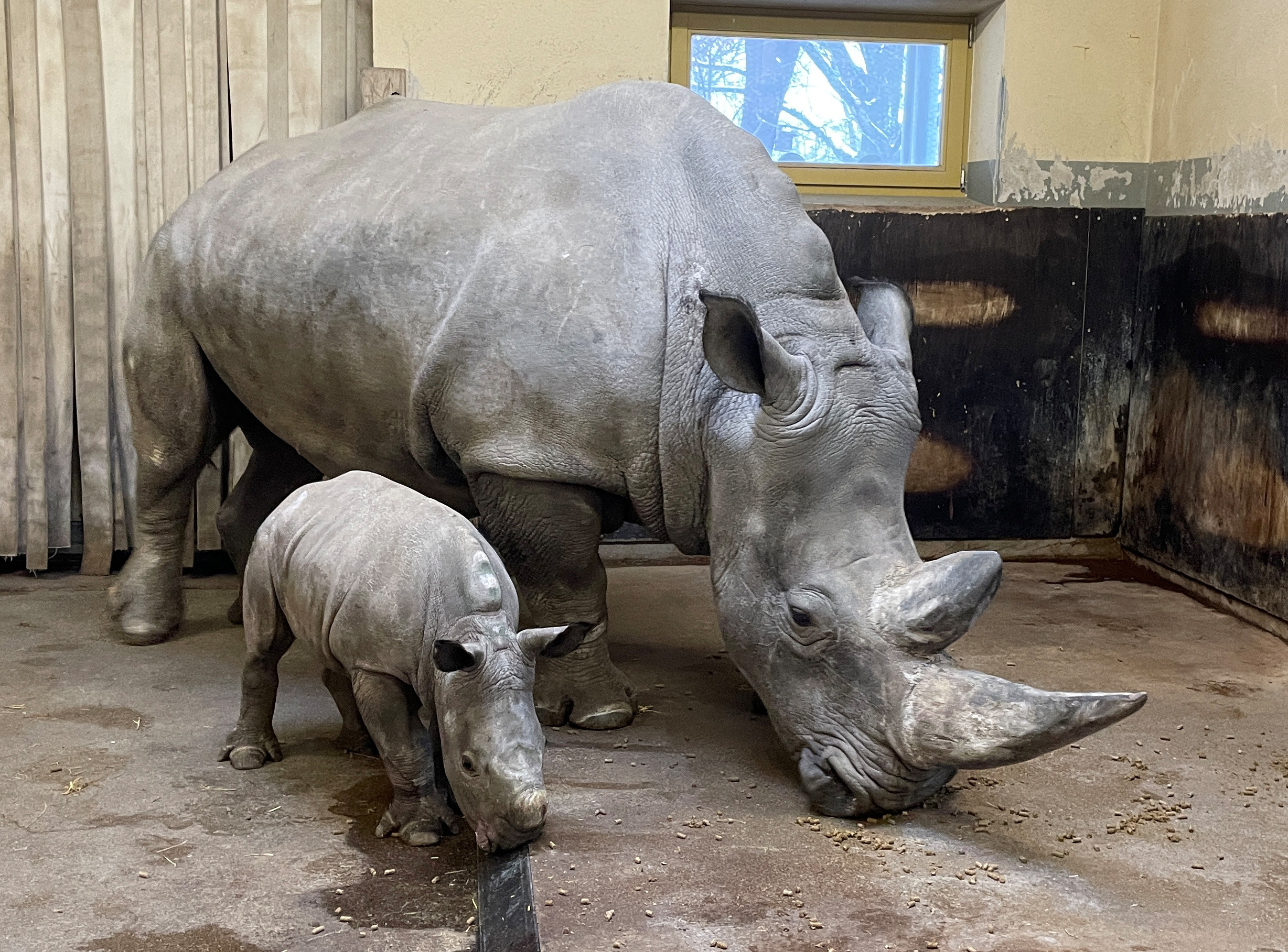 Male rhinoceros calf Paco, born on December 11, 2023, stands next to its mother Kibibi in their enclosure at the zoo in Augsburg, January 17, 2024.     REUTERS