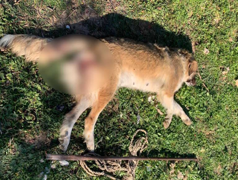 Χτύπησαν με αεροβόλο και «παλούκωσαν» σκυλίτσα στα Μέγαρα - Νέα φρικιαστική υπόθεση δολοφονίας ζώου